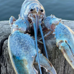 Blue lobster Blank Meme Template