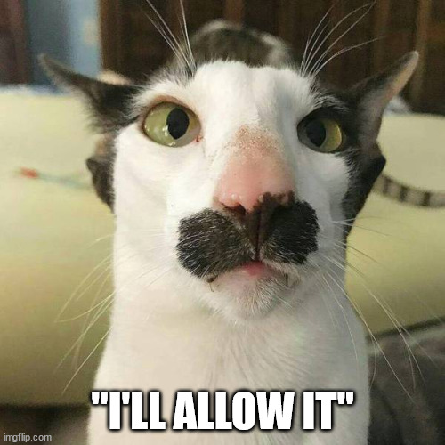 I'll allow it | "I'LL ALLOW IT" | image tagged in cat,funny,funny memes,i'll allow it | made w/ Imgflip meme maker