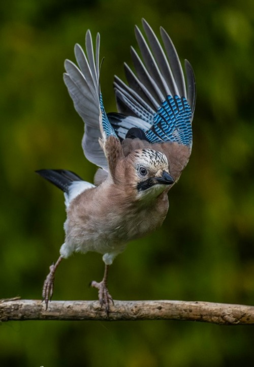 Eurasian Jay taking off. Photo credit: Wolfgang Kippes | image tagged in awesome,pics,photography | made w/ Imgflip meme maker