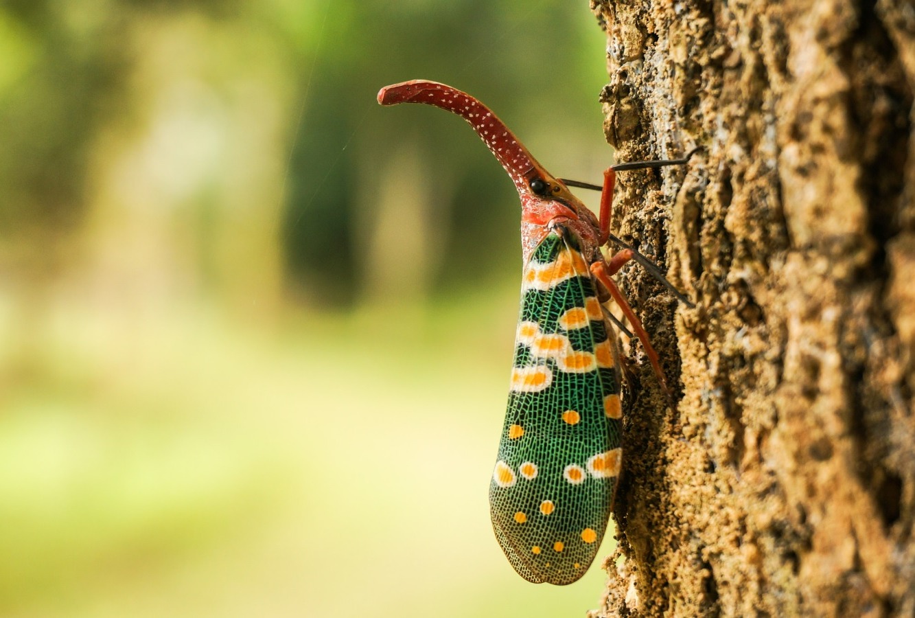 Lantern Bug | image tagged in awesome,pics,photography | made w/ Imgflip meme maker