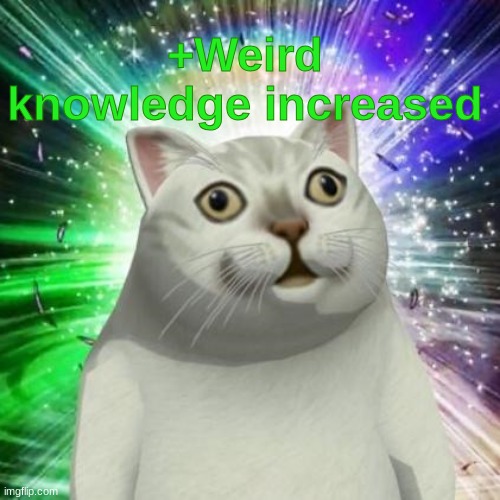 strange cat | +Weird knowledge increased | image tagged in strange cat | made w/ Imgflip meme maker