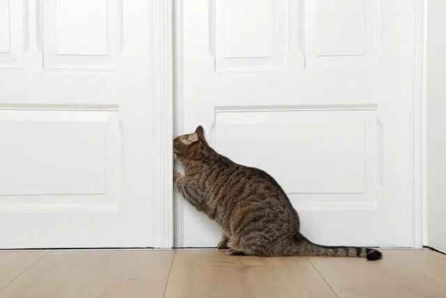 Cat and door Blank Meme Template