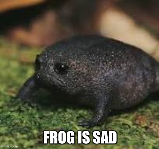 Make him happy | FROG IS SAD | image tagged in sad frog,funny,cute,frog | made w/ Imgflip meme maker