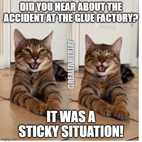 Sticky Situation | DID YOU HEAR ABOUT THE ACCIDENT AT THE GLUE FACTORY? @REALFAMERJAY; IT WAS A STICKY SITUATION! | image tagged in chestnut the smiling cat dad jokes | made w/ Imgflip meme maker