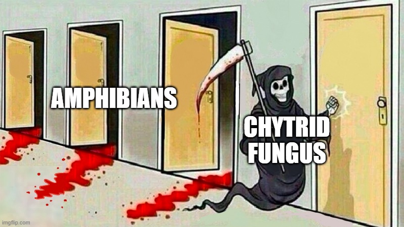 Chytrid | AMPHIBIANS; CHYTRID FUNGUS | image tagged in death knocking at the door | made w/ Imgflip meme maker