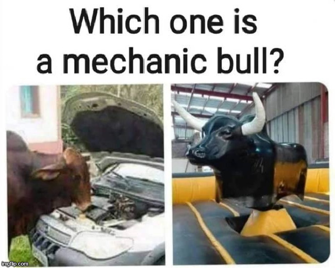 Lot's of bull | image tagged in eyeroll | made w/ Imgflip meme maker