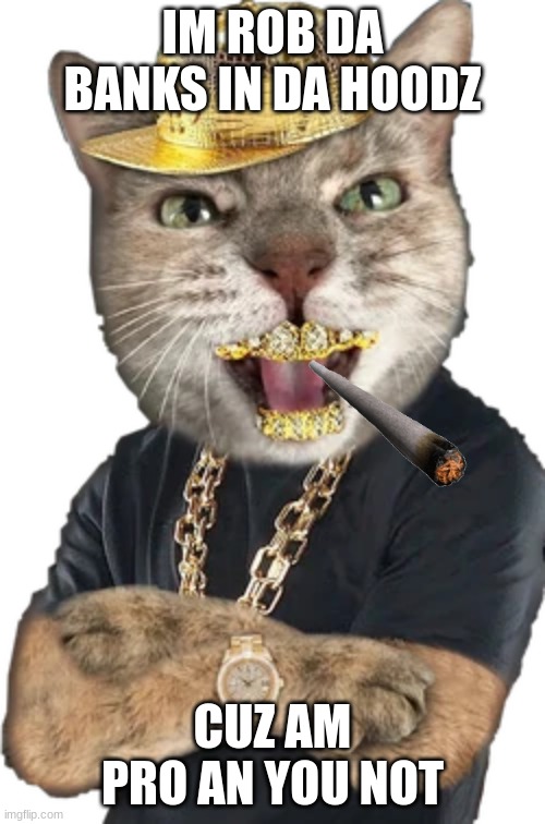 gang cat | IM ROB DA BANKS IN DA HOODZ; CUZ AM PRO AN YOU NOT | image tagged in memes | made w/ Imgflip meme maker