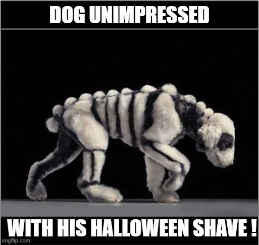 It's That Time Of Year ! | DOG UNIMPRESSED; WITH HIS HALLOWEEN SHAVE ! | image tagged in dogs,halloween,skeleton,shave | made w/ Imgflip meme maker