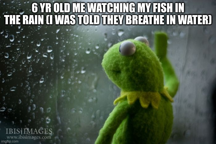 They can breathe in water ? | 6 YR OLD ME WATCHING MY FISH IN THE RAIN (I WAS TOLD THEY BREATHE IN WATER) | image tagged in kermit window,fish,raining,memes,funny,fun stream | made w/ Imgflip meme maker