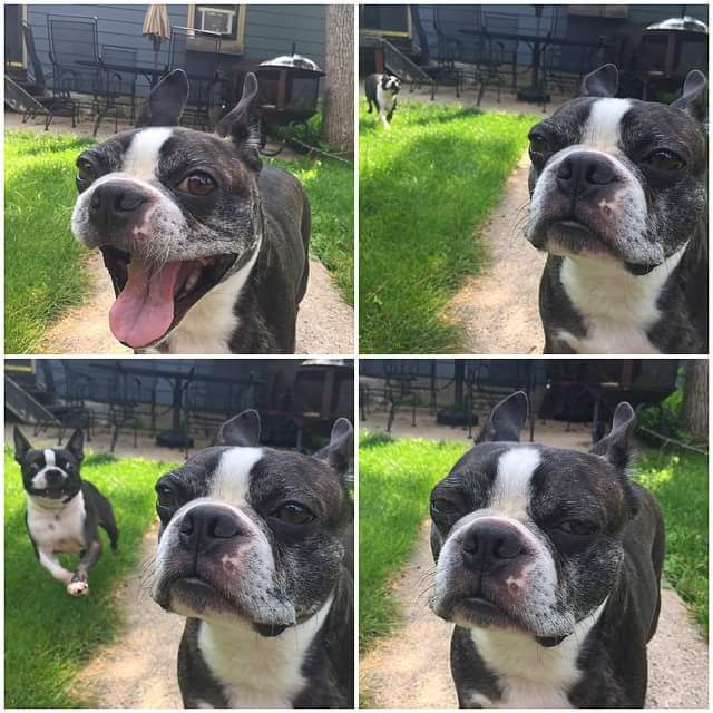 Two Dogs Blank Meme Template