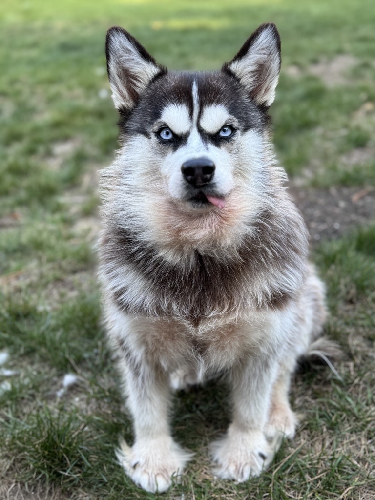 Mad Husky Blank Meme Template