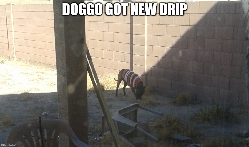 I love him | DOGGO GOT NEW DRIP | image tagged in dog | made w/ Imgflip meme maker