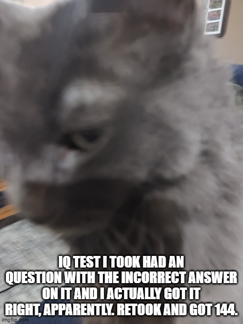 32's Cat | IQ TEST I TOOK HAD AN QUESTION WITH THE INCORRECT ANSWER ON IT AND I ACTUALLY GOT IT RIGHT, APPARENTLY. RETOOK AND GOT 144. | image tagged in 32's cat | made w/ Imgflip meme maker