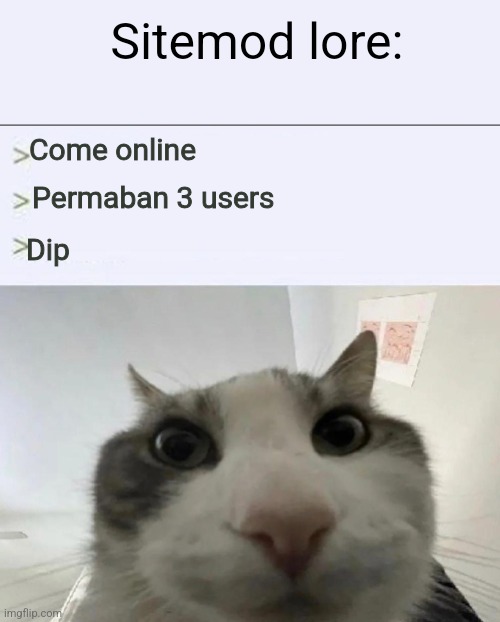 Cat looks inside | Sitemod lore:; Come online; Permaban 3 users; Dip | image tagged in cat looks inside | made w/ Imgflip meme maker
