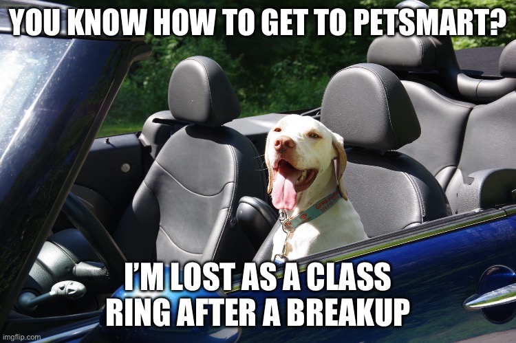 Lost | YOU KNOW HOW TO GET TO PETSMART? I’M LOST AS A CLASS RING AFTER A BREAKUP | image tagged in gppr hobo,dog,driving,pets | made w/ Imgflip meme maker