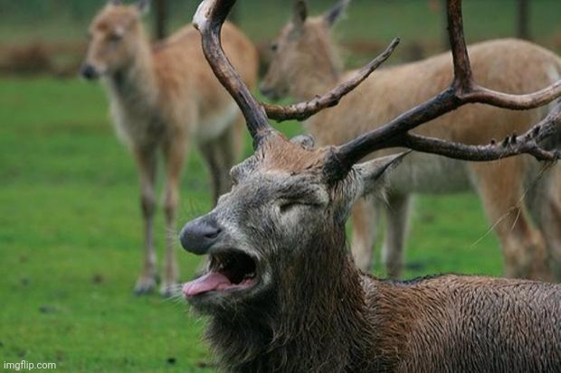 Disgusted Deer | image tagged in disgusted deer | made w/ Imgflip meme maker