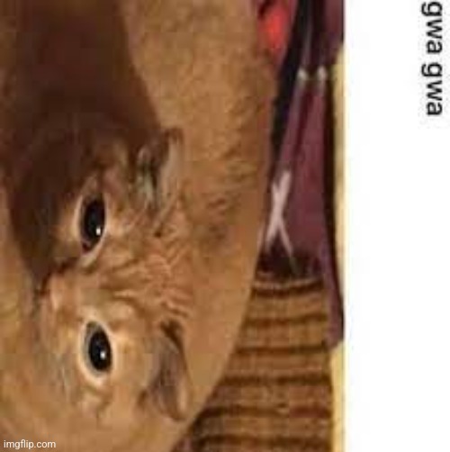 Gwa gwa | image tagged in gwa gwa | made w/ Imgflip meme maker