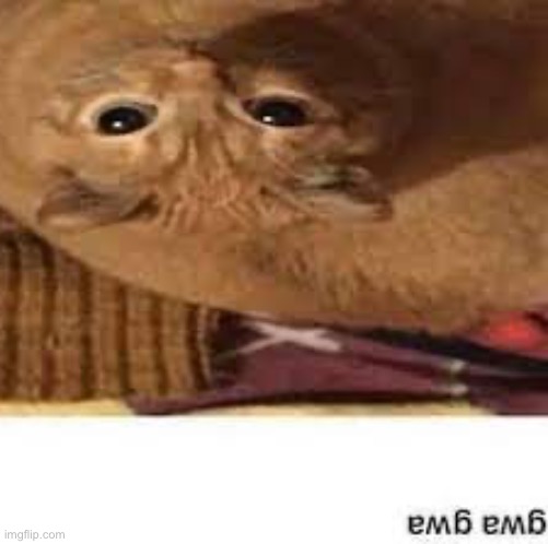 Gwa gwa | image tagged in gwa gwa | made w/ Imgflip meme maker