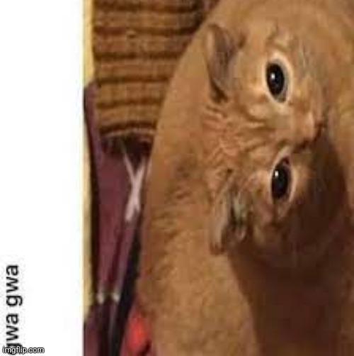 Gwa gwa | image tagged in gwa gwa | made w/ Imgflip meme maker