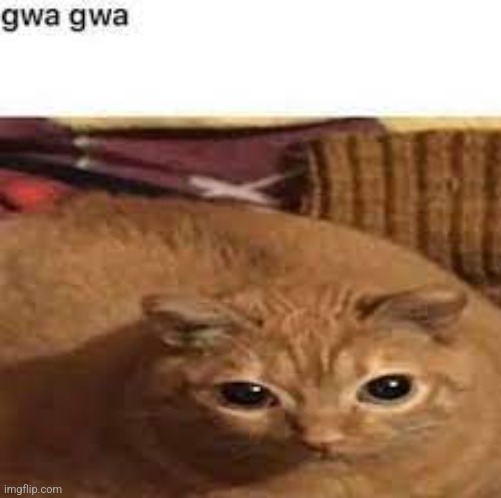 Gwa gwa | image tagged in gwa gwa | made w/ Imgflip meme maker