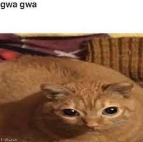 Gwa gwa | image tagged in gwa gwa | made w/ Imgflip meme maker