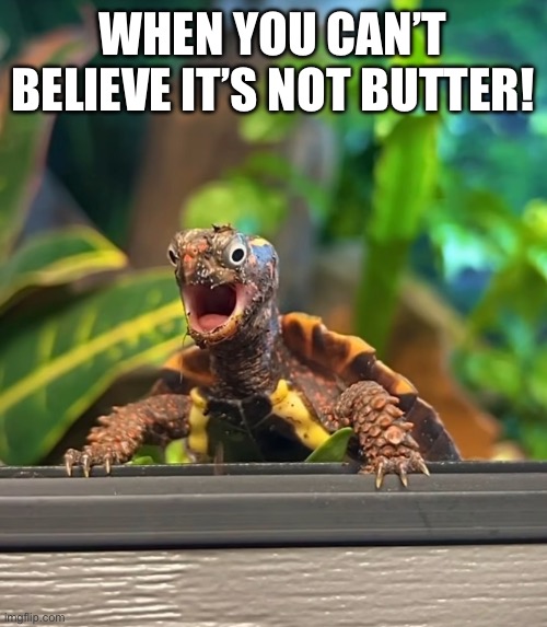 Shock turtle | WHEN YOU CAN’T BELIEVE IT’S NOT BUTTER! | image tagged in shock turtle | made w/ Imgflip meme maker