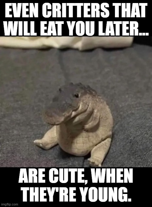 Cute Crock | EVEN CRITTERS THAT WILL EAT YOU LATER... ARE CUTE, WHEN THEY'RE YOUNG. | image tagged in crock,baby animals,baby,little critters | made w/ Imgflip meme maker