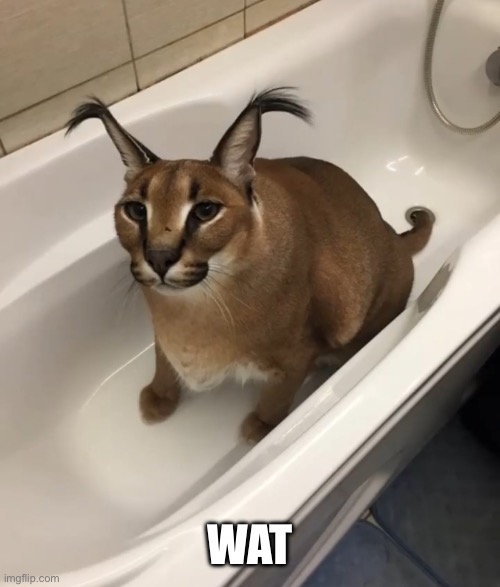 Big FLOPPA in the tub | WAT | image tagged in big floppa in the tub | made w/ Imgflip meme maker