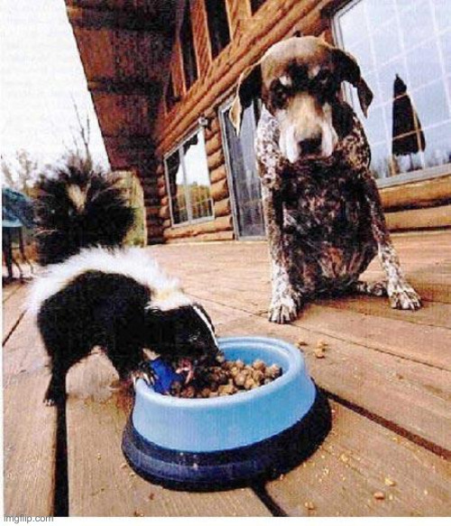 Skunk eats dog's food | image tagged in skunk eats dog's food | made w/ Imgflip meme maker