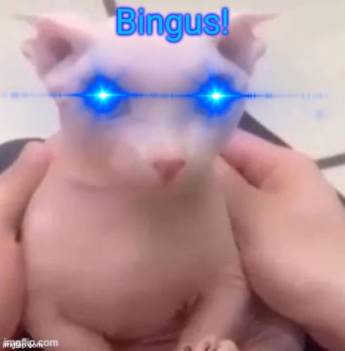 Bingus | Bingus! | image tagged in bingus | made w/ Imgflip meme maker