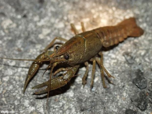 Cray Crayfish | image tagged in cray crayfish | made w/ Imgflip meme maker