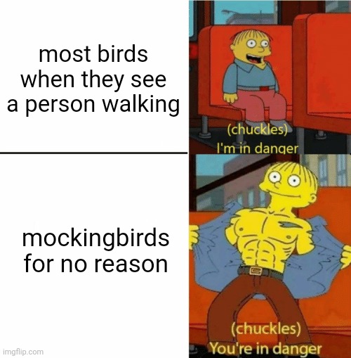 attack mode activated | most birds when they see a person walking; mockingbirds for no reason | image tagged in i'm in danger you're in danger | made w/ Imgflip meme maker