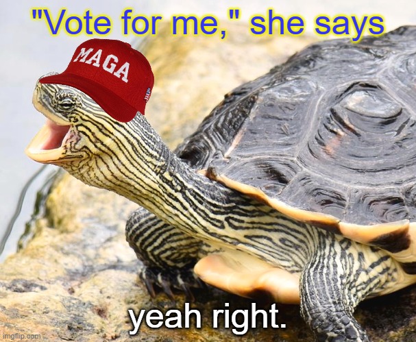 Turtle Laugh | "Vote for me," she says yeah right. | image tagged in turtle laugh | made w/ Imgflip meme maker