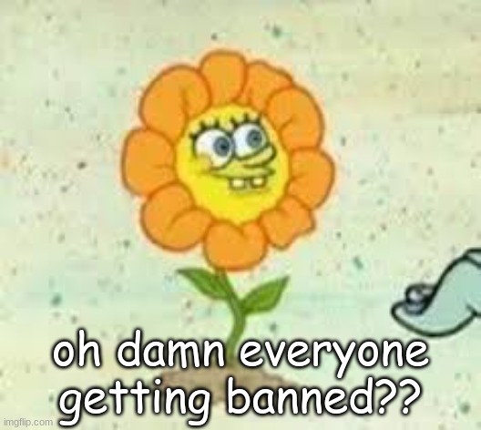 flowey | oh damn everyone getting banned?? | image tagged in flowey | made w/ Imgflip meme maker