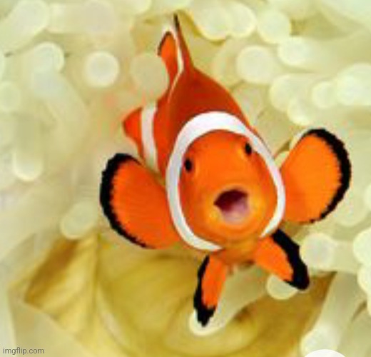 Happy fish | image tagged in happy fish | made w/ Imgflip meme maker