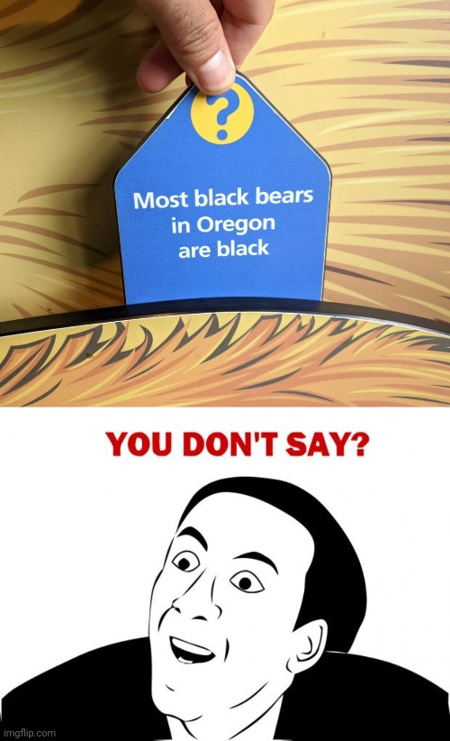 image tagged in memes,you don't say,black,bear | made w/ Imgflip meme maker