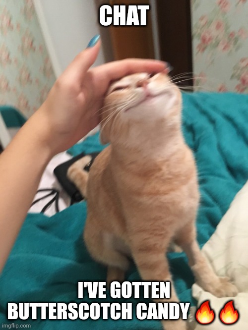 :3 | CHAT; I'VE GOTTEN BUTTERSCOTCH CANDY 🔥🔥 | image tagged in cat pat | made w/ Imgflip meme maker