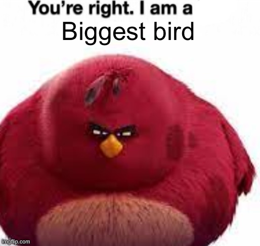 You're right. I am a boy kisser. | Biggest bird | image tagged in you're right i am a boy kisser | made w/ Imgflip meme maker