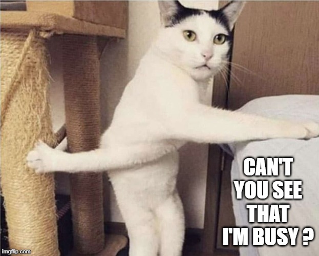 memes by Brad - My cat says "can't you see that I'm busy"? | CAN'T YOU SEE THAT I'M BUSY ? | image tagged in funny,cats,funny cats,kitten,humor,funny cat memes | made w/ Imgflip meme maker