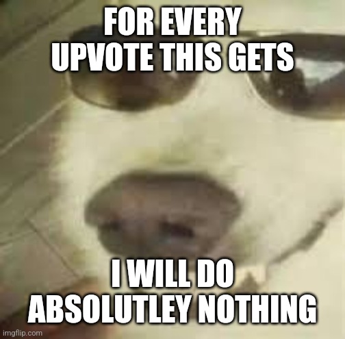 Lets see how this goes? | FOR EVERY UPVOTE THIS GETS; I WILL DO ABSOLUTLEY NOTHING | image tagged in upvote,dog,sunglasses doge,sunglasses,idkwhattoputhere | made w/ Imgflip meme maker