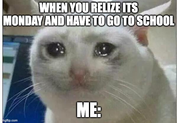 Monday be like | WHEN YOU RELIZE ITS MONDAY AND HAVE TO GO TO SCHOOL; ME: | image tagged in crying cat | made w/ Imgflip meme maker