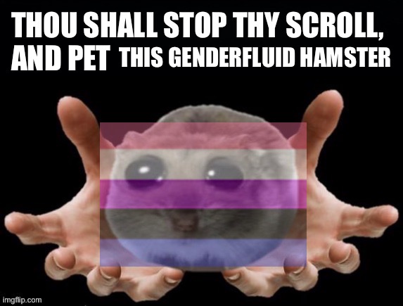 Please pet the genderfluid hamster | THIS GENDERFLUID HAMSTER | image tagged in thou shall stop thy scoll and pet this hamster,pet,hamster,hamsters,lgbtq,genderfluid | made w/ Imgflip meme maker