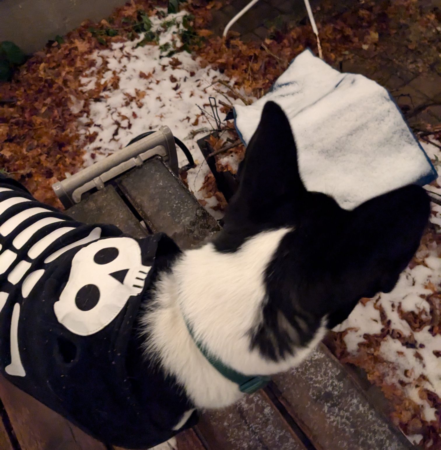 Skeleton dog Snow Blank Meme Template