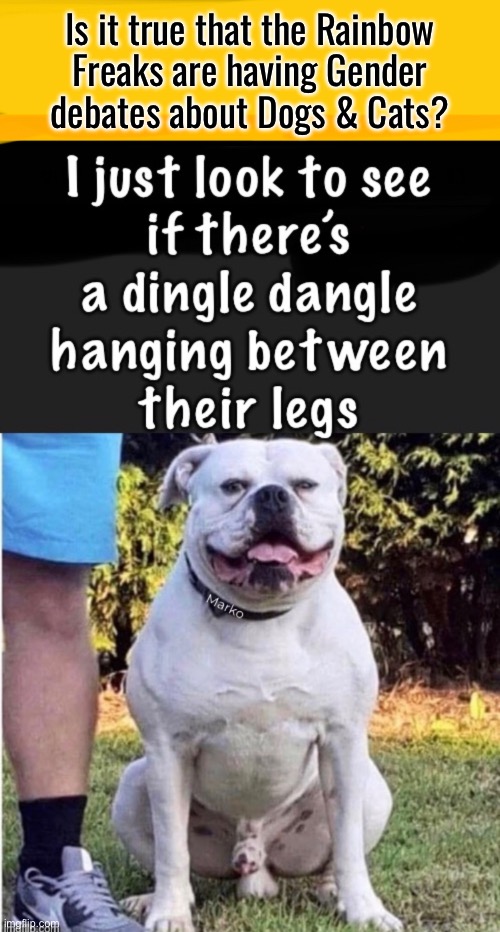 Some people just have to Create Difficulty in their lives | Is it true that the Rainbow
Freaks are having Gender
debates about Dogs & Cats? | image tagged in memes,life is hard enuf,keep it simple stoopid,why is it always lefties f ing it up,narcissitic psychos,leftists kissmyass | made w/ Imgflip meme maker