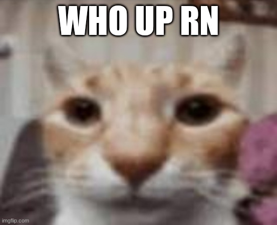 :| | WHO UP RN | made w/ Imgflip meme maker