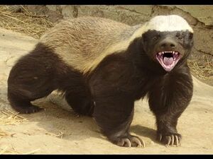 Angry Honey Badger Blank Meme Template