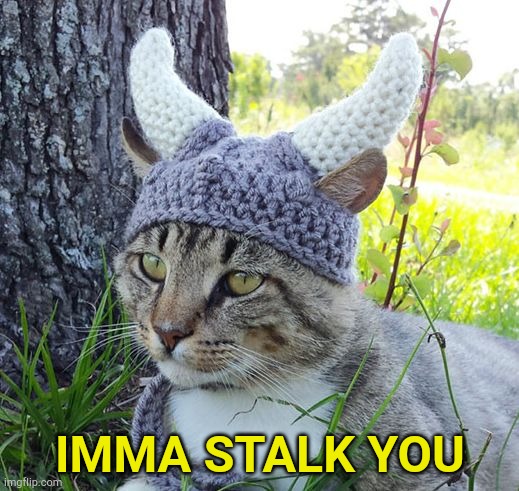 when somebody doesn't like your memes they do this | IMMA STALK YOU | image tagged in viking cat crochete hat | made w/ Imgflip meme maker