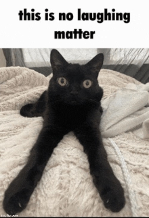 Thousand Yard Stare Black Cat | image tagged in memes,funny,cats | made w/ Imgflip meme maker