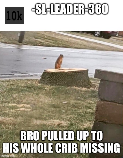 Poor squirrel | -SL-LEADER-360; BRO PULLED UP TO HIS WHOLE CRIB MISSING | image tagged in sad,memes | made w/ Imgflip meme maker