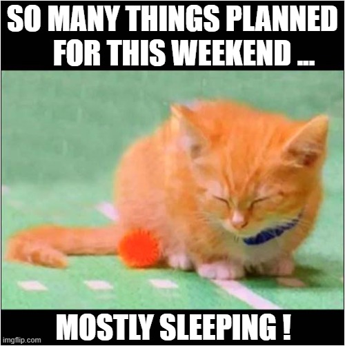 I Can Relate To This Kitty ! | SO MANY THINGS PLANNED
    FOR THIS WEEKEND ... MOSTLY SLEEPING ! | image tagged in cats,weekend,sleeping,relateable | made w/ Imgflip meme maker